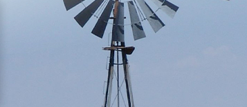 Mill Canyon Club Lambs